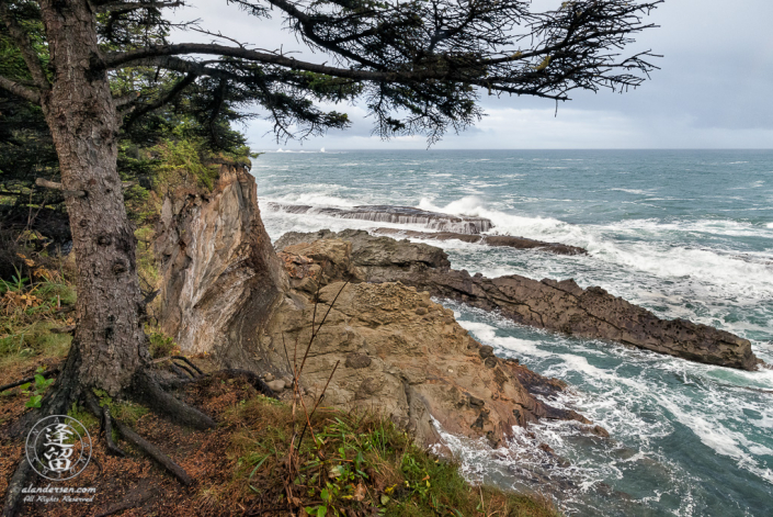 Evergreen perched precariously at cliffs edge above barrier rocks near Shore Acres State Park outside of Charleston in Oregon.