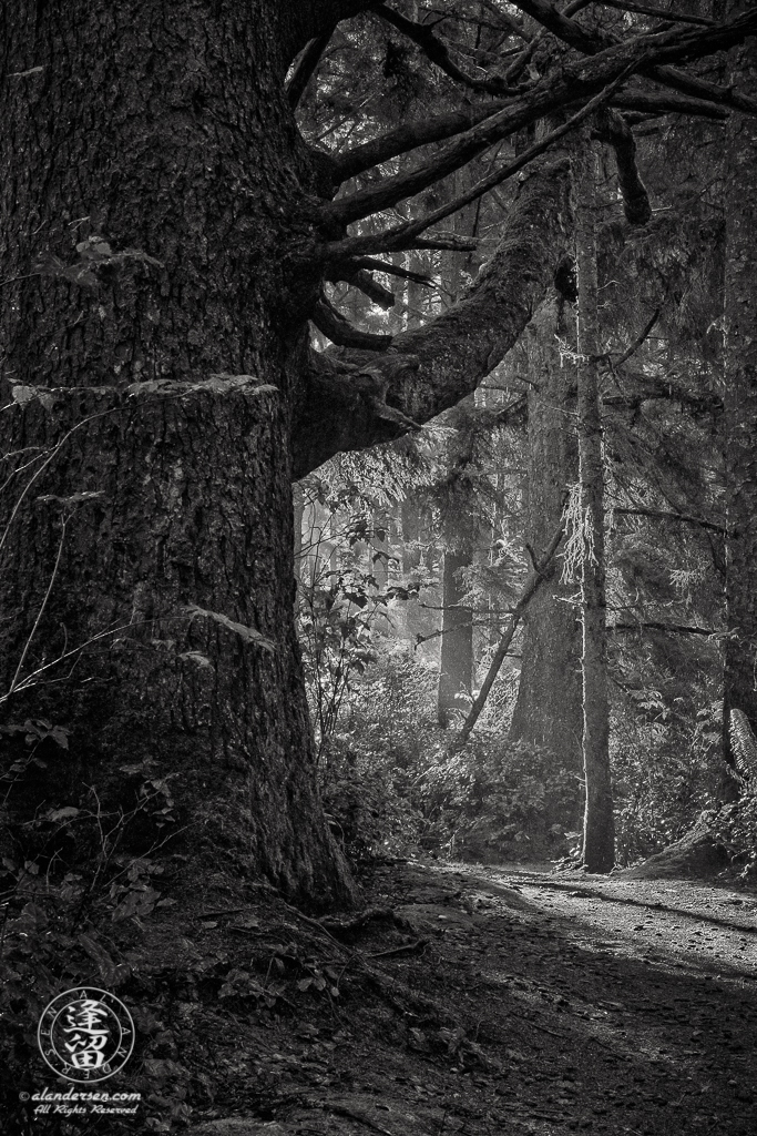 Morning sunlight creeps into shadows of the thick coastal forest near Shore Acres State Park outside of Charleston in Oregon.