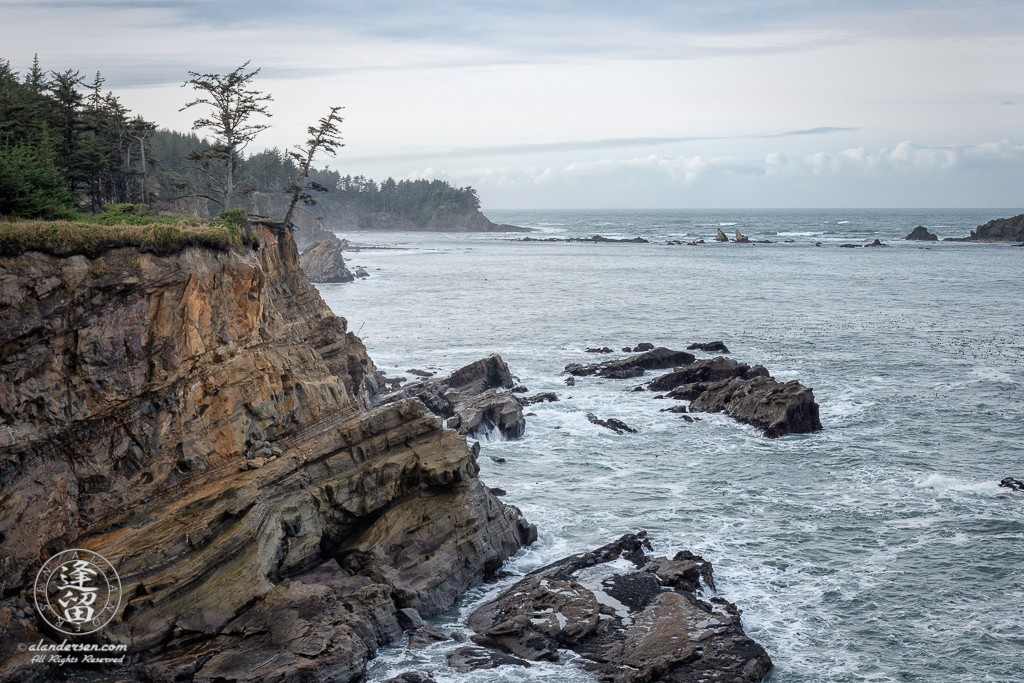 Pair of evergreen trees on cliff edge overlooking pacific ocean near Charleston in Oregon.