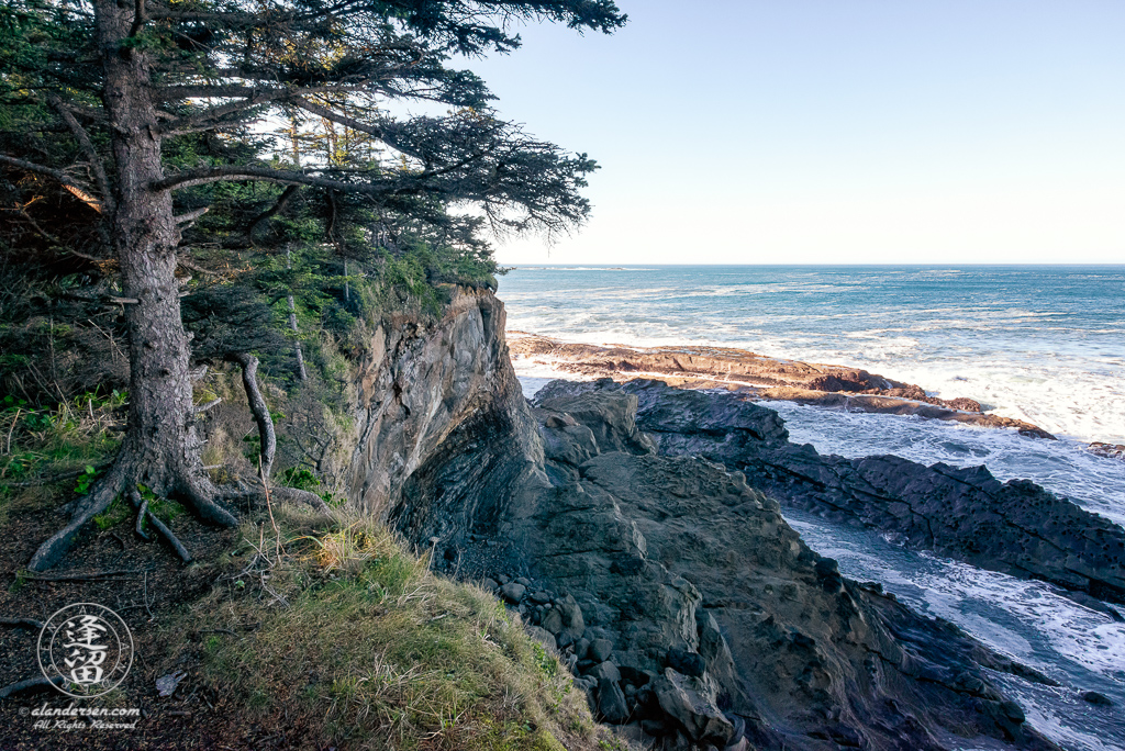 Evergreen perched precariously at cliffs edge above barrier rocks near Shore Acres State Park outside of Charleston in Oregon.