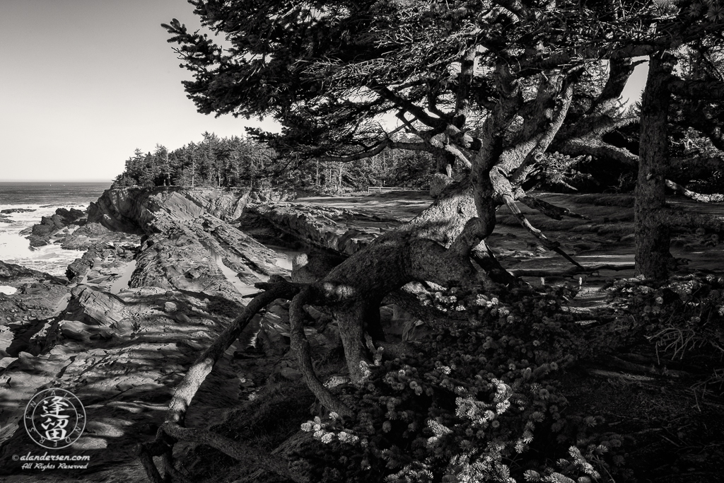 Distinctive tree with exposed roots, perched on a cliff edge near Shore Acres State Park outside of Charleston in Oregon.