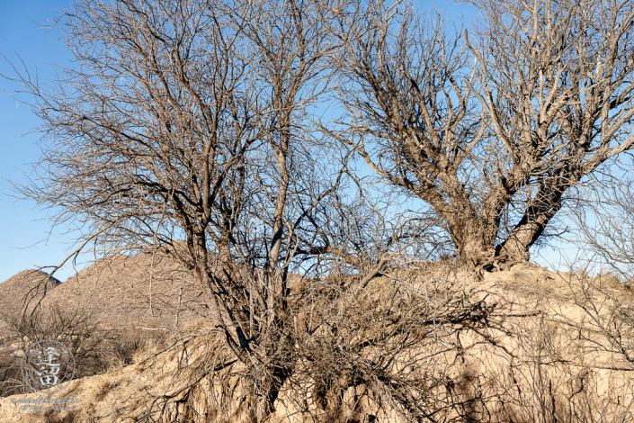 Mesquite tree isolated atop eroded hill beneath clear blue sky.