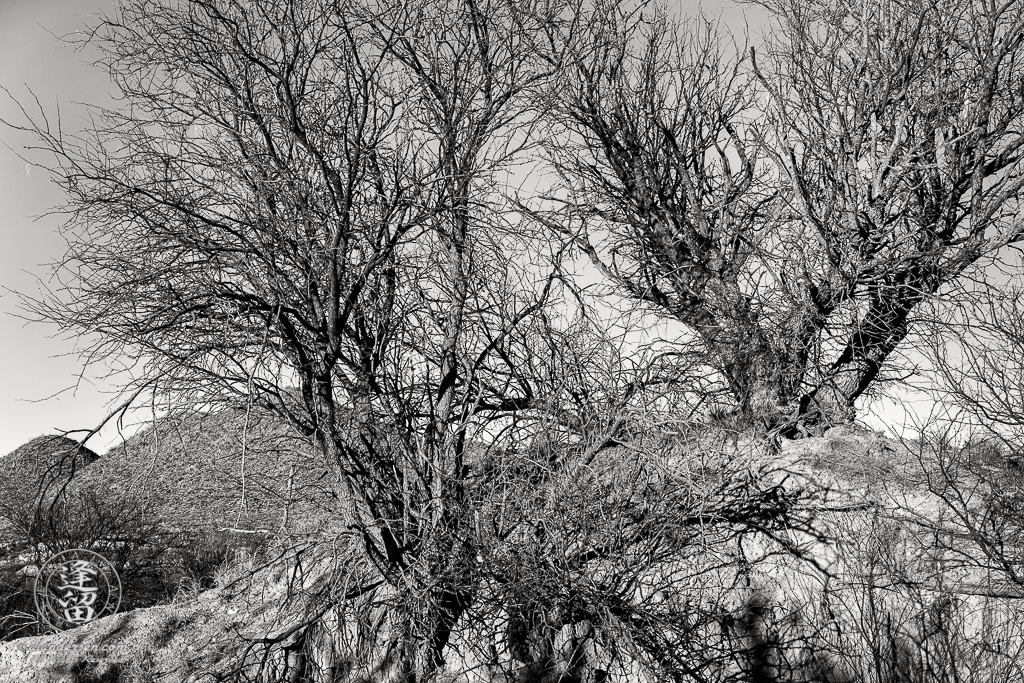 Mesquite tree isolated atop eroded hill beneath clear blue sky.